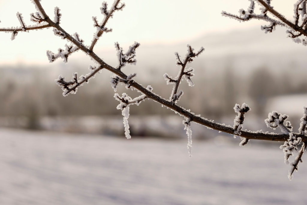 mit Eis bedeckter Zweig